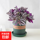 吊竹梅綠植紫葉吊竹梅陽(yáng)臺室內紫羅蘭吊蘭盆栽花卉美化好養耐活 紫葉吊竹梅【加侖盆】