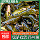 運河生態(tài)黃骨魚(yú)淡水魚(yú)黃辣丁昂刺魚(yú)黃顙魚(yú)嘎魚(yú)新鮮活體現殺 黃骨魚(yú)400g*2盒