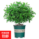 清香木盆栽驅蚊蟲(chóng)清香胡椒木盆栽防蚊室內綠植外四季好養凈化空氣 （5年苗）20-30cm+加侖盆