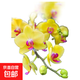 雙花劍蝴蝶蘭盆栽蘭花大苗帶花劍帶花苞四季開(kāi)花室內(nèi)花好養(yǎng)易成活 4.光芒--雙花劍發(fā)貨 帶盆栽好