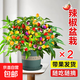 七彩辣椒盆栽帶果可食用彩椒樹苗朝天椒室內(nèi)綠植陽臺四季開花結(jié)果 【兩盆】彩椒帶果(加侖盆) 帶盆栽好