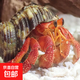 寄居蟹活體懶人寵物陸生易養(yǎng)寄居蟹淡水鮮活觀賞蟹螃蟹辦公室桌面 草莓寄居蟹2-4厘米1只