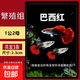 孔雀魚精品純種魚苗觀賞魚金魚熱帶小型淡水好養(yǎng)耐活斑馬鳳尾小魚 【繁殖組】巴西紅 1公2母