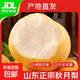 正宗山東秋月梨新鮮梨子黃梨冰糖蜜梨皮薄肉厚產(chǎn)地直發(fā)萬(wàn)澄新1 秋月梨2斤【解饞】