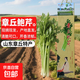 山東章丘鮑芹禮盒裝芹菜正宗特產(chǎn)脆甜爽口新鮮蔬菜現摘現發(fā) 2斤禮盒裝