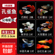 孔雀魚(yú)精品純種魚(yú)苗觀(guān)賞魚(yú)金魚(yú)熱帶小型淡水好養耐活斑馬鳳尾小魚(yú) 混搭六色精品孔雀指定6對