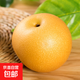 正宗秋月梨水果禮盒當季特產(chǎn)梨子誠石新2 秋月梨5斤大果