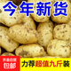 新鮮土豆現(xiàn)挖現(xiàn)發(fā)山東正宗黃心黃肉當(dāng)季蔬菜馬鈴薯洋芋薯?xiàng)l3兩起 山東土豆帶箱5斤 中大果