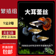 孔雀魚(yú)精品純種魚(yú)苗觀(guān)賞魚(yú)金魚(yú)熱帶小型淡水好養耐活斑馬鳳尾小魚(yú) 【繁殖組】大耳蕾絲 1公2母