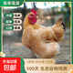 九華山散養老母雞 凈重2斤 慢養500天土雞 源頭直發(fā) 一只老母雞（2斤左右）