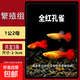 孔雀魚(yú)精品純種魚(yú)苗觀(guān)賞魚(yú)金魚(yú)熱帶小型淡水好養耐活斑馬鳳尾小魚(yú) 【繁殖組】美國全紅 1公2母