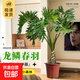 龍鱗春羽老樁盆栽大型綠植辦公室內客廳落地式大號春雨植物除甲醛 龍鱗春羽1-1.3m原盆（需自備盆）