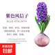 風(fēng)信子種球水養土培套餐冬季水培帶芽耐寒易活花卉盆栽植物室內花 風(fēng)信子種球紫單球 當季新鮮種球