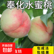桃樹(shù)果苗嫁接苗南北方種植盆栽果苗脆甜黃桃油桃水蜜桃樹(shù)當年結果 奉化水蜜桃 粗度1-1.5公分【買(mǎi)一送一】高度80cm