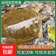 運河甲魚(yú)新鮮活體外塘生態(tài)三年以上散養老鱉生鮮團魚(yú)淡水魚(yú)可宰殺 甲魚(yú)650-750g/只【鮮活發(fā)貨】