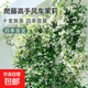 風(fēng)車(chē)茉莉盆栽大苗垂絲爬藤蔓花卉耐寒陽(yáng)臺庭院綠植物四季開(kāi)花耐熱 白色風(fēng)車(chē)茉莉1.6-1.8米高母本大苗（帶原土發(fā)貨