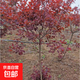 黃櫨樹(shù)苗紅櫨樹(shù)苗香山紅葉樹(shù)風(fēng)景綠化樹(shù)別墅庭院綠化苗基地直銷(xiāo) 紅櫨粗度3厘米【先挖土球】