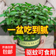 檸檬薄荷盆栽可食用迷迭香薄荷葉苗驅蚊草水培好養花卉室內綠植物 中盆薄荷1盆） 含盆