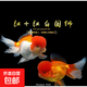 紅國獅金魚(yú)冷水魚(yú)鴻運當頭鶴頂鎏金金魚(yú)苗獅子頭好養耐活淡水金魚(yú) 紅獅+紅白獅8-10cm各3條