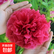 正宗洛陽(yáng)牡丹花苗重瓣牡丹花樹(shù)苗大花庭院陽(yáng)臺盆栽地栽花卉植物 花王 (6-8分叉)+肥料 不含盆