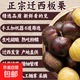 正宗遷西生鮮板栗3113燕山農(nóng)家油栗河北唐山特產(chǎn)香甜糯現(xiàn)摘毛栗子 250g 中果每斤75~85粒左右