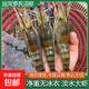 運河羅氏沼蝦新鮮淡水大蝦鮮活速凍白腿蝦金錢(qián)蝦萬(wàn)氏對蝦大頭河蝦 小號 1斤(凈重)  *1盒【20-25只/斤】