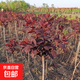 黃櫨樹(shù)苗紅櫨樹(shù)苗香山紅葉樹(shù)風(fēng)景綠化樹(shù)別墅庭院綠化苗基地直銷(xiāo) 紅櫨粗度2厘米【先挖土球】