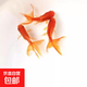 紅國獅金魚(yú)冷水魚(yú)鴻運當頭鶴頂鎏金金魚(yú)苗獅子頭好養耐活淡水金魚(yú) 紅國獅3-5cm3條