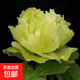 正宗洛陽(yáng)牡丹花苗重瓣牡丹花樹(shù)苗大花庭院陽(yáng)臺盆栽地栽花卉植物 綠玉   (6-8分叉)+肥料 不含盆