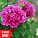 正宗洛陽(yáng)牡丹花苗重瓣牡丹花樹(shù)苗大花庭院陽(yáng)臺盆栽地栽花卉植物 洛陽(yáng)紅 (3-6分叉)+肥料 不含盆