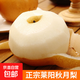 山東萊陽(yáng)羊脂秋月梨冰糖黃梨子新鮮水果團(tuán)購(gòu)禮盒送禮新1澤華 萊陽(yáng)秋月梨3斤4-6個(gè)果