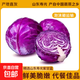 壽光紫甘藍包菜生鮮蔬菜涼拌沙拉椰菜紫包菜清甜輕食低卡低脂脆甜 【3斤】脆嫩紫甘藍包菜