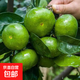 特早熟蜜桔樹(shù)苗日南一號柑橘苗青皮蜜桔苗橘子樹(shù)苗地栽當年結果 3年精選苗明年結果