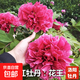 正宗洛陽(yáng)牡丹花苗重瓣牡丹花樹(shù)苗大花庭院陽(yáng)臺盆栽地栽花卉植物 花-王   (10-15分叉)+肥料 不含盆