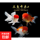 紅國獅金魚(yú)冷水魚(yú)鴻運當頭鶴頂鎏金金魚(yú)苗獅子頭好養耐活淡水金魚(yú) 丹頂+國獅+紅白獅8-10cm各2條