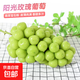 陽(yáng)光玫瑰青提葡萄新鮮水果晴王香印晴王提子整箱產(chǎn)地直發(fā) 帶箱5斤12g起