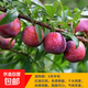 蜂糖李子樹苗嫁接特大晚熟脫骨青脆李子果樹苗南北方種三華李樹苗 三華李（5年苗當(dāng)年結(jié)果）帶分叉發(fā)貨 81cm(含)-110cm(含)