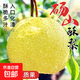 安徽正宗碭山酥梨酥脆新鮮水果脆雪梨特產(chǎn)包郵菲農 3斤單果250g+