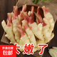 精選紅芽嫩姜仔姜清鮮辛辣腌制泡菜新鮮現挖基地直發(fā)新鮮蔬菜 山東濰坊嫩姜 5斤裝【高性?xún)r(jià)比家庭裝】
