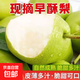 黃土高坡青玉翠梨早酥梨脆甜爆汁新鮮水果產(chǎn)地直發(fā)京東快遞喜田 帶箱2斤凈重1.7斤（單果120g+）