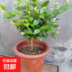 新款單瓣筆尖茉莉獨枝盆栽原土室內陽(yáng)臺多年生開(kāi)花香茉莉花 20-30公分左右高 不含盆