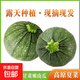 【翡翠圓瓜】高原夏菜大番瓜白芯小南瓜包包子煲湯蒸煮當季蔬菜 圓南瓜 2斤 1個(gè)（單果1.8斤-2.3斤）