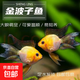 桃心金波子阿凡達鳳凰魚(yú)皮卡丘寶籃球熱帶觀(guān)賞魚(yú)活體熱帶魚(yú)觀(guān)賞魚(yú) 1.5-2cm中號金波子2條