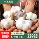 特級特大新干蒜河南大蒜 蒜蓉小龍蝦2025年新蒜 剪須剪莖精修蒜（60mm - 70mm特級） 1斤【當季干蒜 小份嘗鮮】