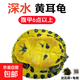 深水黃耳龜烏龜活物冷水長(cháng)壽龜家養寵物觀(guān)賞小烏龜魚(yú)缸混養吃糞龜 1只多點(diǎn)黃耳龜 4-5厘米淺水