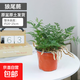 蕨類(lèi)大全植物雨林造景耐陰耐寒喜濕散光觀(guān)葉綠植小盆栽組盆 狼尾蕨+育苗盤(pán)+肥料