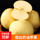 山東煙臺黃金奶油富士蘋(píng)果 奶油蘋(píng)果4.5-5斤單果80mm+