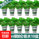 大綠蘿盆栽水培植物客廳室內辦公室吸大葉水養大盆長(cháng)藤綠籮 120mm加侖綠盆綠蘿+吸水盆（10盆 帶盆栽好