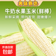 爆漿冰糖牛奶水果玉米開(kāi)袋即食超甜直播間超市同款 爆漿超甜牛奶水果玉米5-7根裝