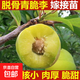 蜂糖李子樹苗嫁接特大晚熟脫骨青脆李子果樹苗南北方種三華李樹苗 蜂糖李脆甜（5年苗當(dāng)年結(jié)果）帶分叉發(fā)貨 81cm(含)-110cm(含)
